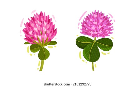 Pink Trifolium or Clover Flower Head on Green Stem with Trifoliate Leaves Vector Set