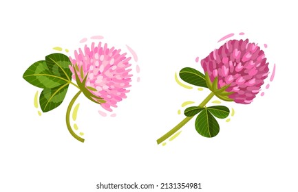 Pink Trifolium or Clover Flower Head on Green Stem with Trifoliate Leaves Vector Set