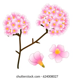 Pink Trumpet Flower Tree. isolated on White Background. Vector Illustration.