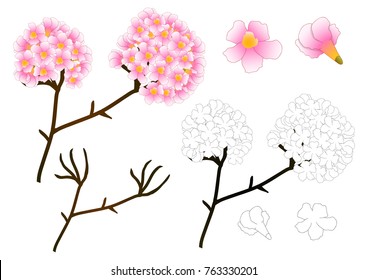 Pink Trumpet Flower Tree Outline. isolated on White Background. Vector Illustration.