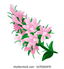 Pink tuberose on white isolated backdrop. Petal flower for invitation or gift card, bed linen, bath tile, scrapbook or notebook. Phone case or cloth print. Hand drawn style stock vector illustration