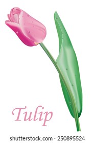 Pink tulip