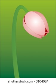 Pink Tulip