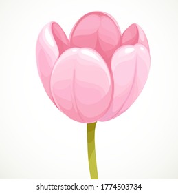 Pink tulip blooming isolated on white background