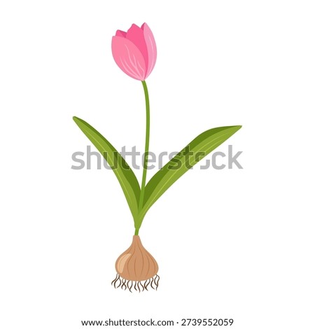 Pink tulip with bulb and roots. Vector isolated flat illustration.