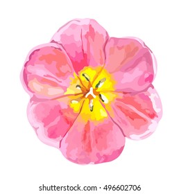 Pink tulip flower