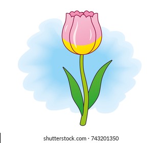 Pink tulip flower