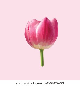 pink tulip flower abstract vector design.