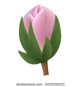 Pink tulip flower bud. Spring plant, botany and nature in the garden and field. Herbarium for decoration. Realistic closed bud isolated on white background. Vector 3D illustration.