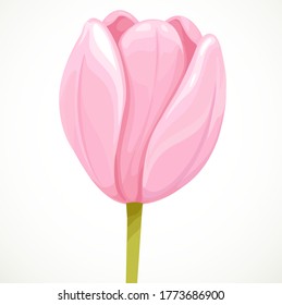 Pink tulip flower half open in profile isolated on white background