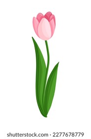 Pink tulip flower. Spring blooming vector illustration for women's day, mother's day, easter and other holidays. Floral isolated design for postcard, poster, ad, decor, fabric and other uses