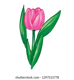 Pink Tulip Flower Vector Illustration
