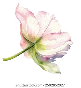 Pink tulip flower watercolor vector illustration