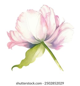 Pink tulip flower watercolor vector illustration