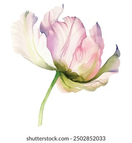 Pink tulip flower watercolor vector illustration