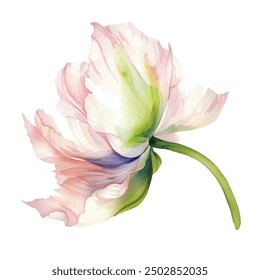 Pink tulip flower watercolor vector illustration