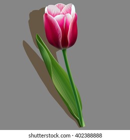 Pink tulip with a green leaf on grey background
