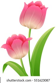 Pink tulip with green leaves illustration