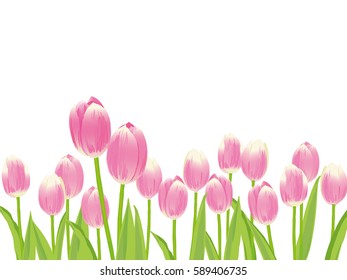 Pink tulip with green leaves illustration