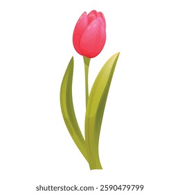 Pink tulip with green leaves. Vector element for spring design. 
