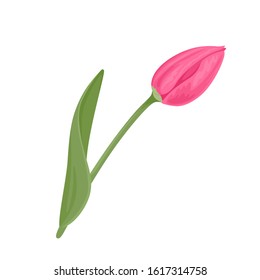 Pink tulip with green stem and leaf Isolated on white background. Vector illustration in cartoon flat style. Spring flower icon.