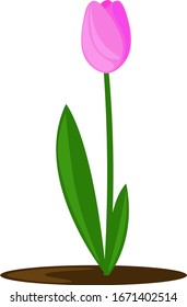 Pink tulip, illustration, vector on white background.