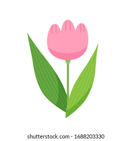 Pink tulip isolated on white background