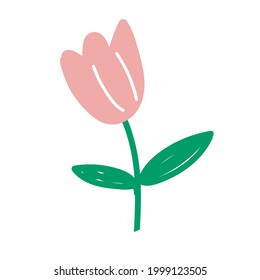 Pink tulip isolated on white background. Vector illustration