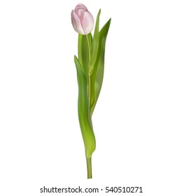 Pink tulip isolated on white. EPS 10 vector file included