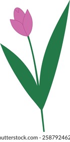 Pink tulip. Isolated vector illustration.