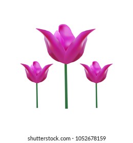 Pink Tulip in isolated white background vector