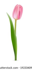 Pink tulip on white background. Realistic spring colorful flower vector illustration. Floral decorative plant with petals and green leaves in blossom. Gift for holiday, design for card.