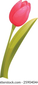 Pink tulip on white background. Floral element for spring design. Pink bud with green leaves.