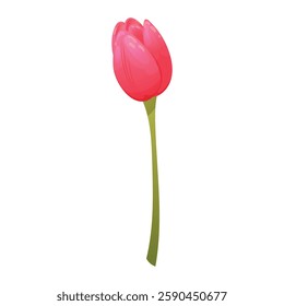 Pink tulip on white background. Floral element for spring design. Vector.