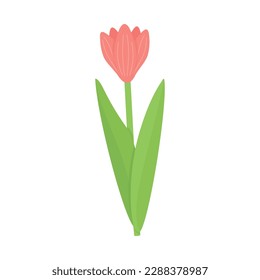 Pink tulip stem with leaf isolated on white background. Vector spring flower illustration for greeting cards, posters, designs