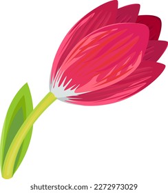 Pink tulip, vector illustration. Tulip bloom, flower