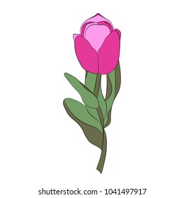 Pink tulip. Vektorovaya illustration
