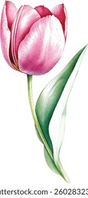 Pink Tulip Watercolor Painting - Spring Flower  vector illustration