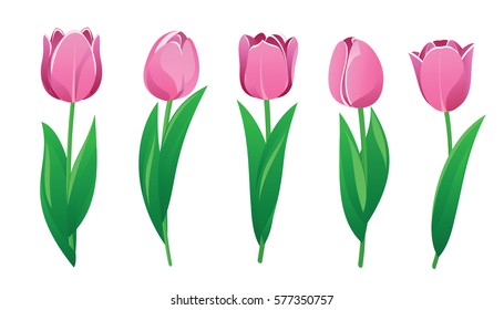 Pink tulips