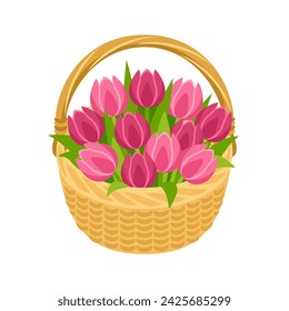 Pink tulips in basket. Beautiful spring flowers bouquet. Vector cartoon flat illustration. 