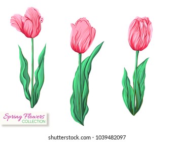 Pink tulips. Colorful realistic vector illustration. Isolated on white background.
