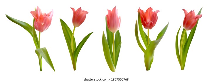 Pink tulips flowers isolated on white background. Realistic vector tulips set. Spring floral vector illustration