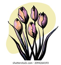 pink Tulips flowers line drawing art. Vector illustration