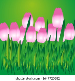 pink tulips are flowers spring