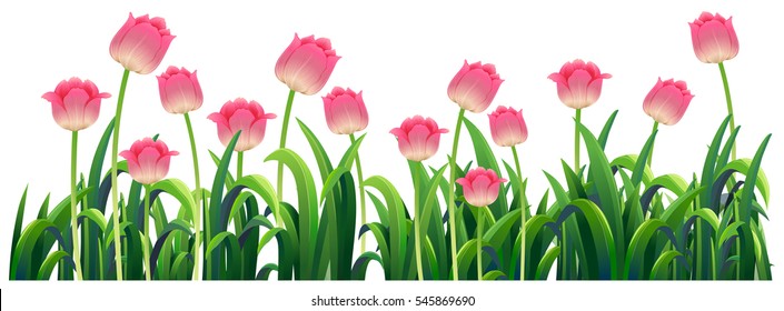 Pink tulips in the garden illustration
