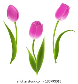 Pink Tulips, With Gradient Mesh, Vector Illustration