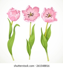 Pink tulips isolated on a white background