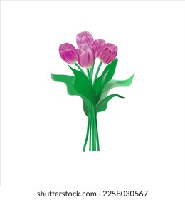 Pink tulips on a white background. Spring flowers. March 8. Happy women's day
