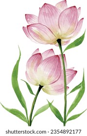 pink tulips painted in watercolor