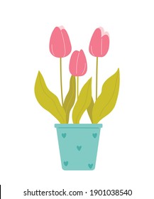 Pink tulips in a pot. Beautiful spring potted flowers isolated on white background. Vector illustration in flat style